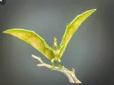 Pterodactylus Dinosaur!-0