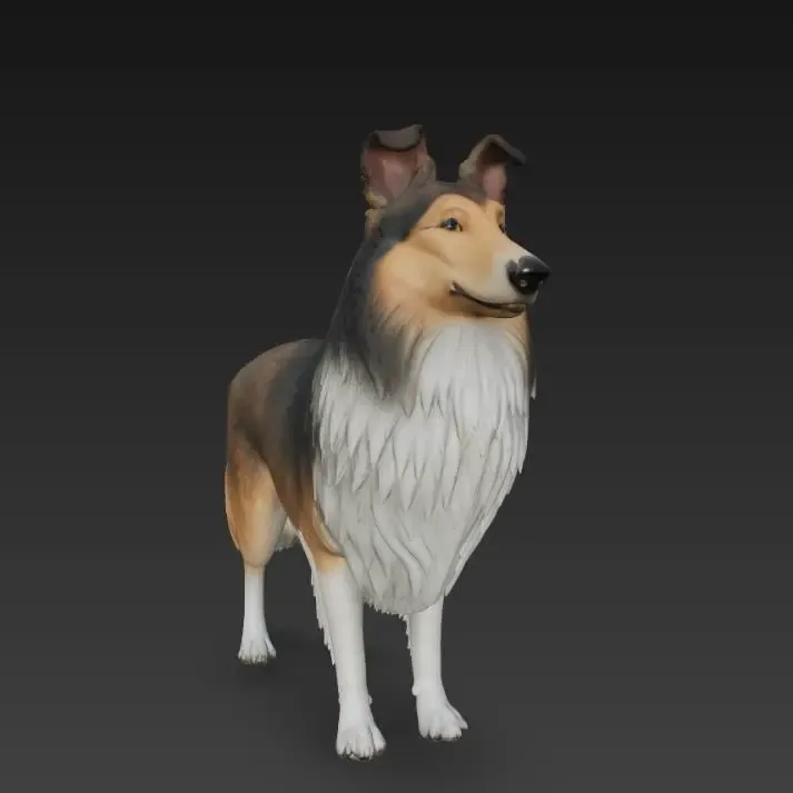 Smiling collie