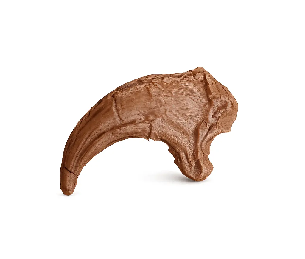 Velociraptor-Klaue | Fossil-Replikat