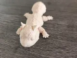 articulated squirrel-1