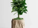 Crumbled Paper Pot – Now Available in Square Form!-0