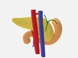 Pancreas, Duodenum and Vascular System - Anatomical Model-2