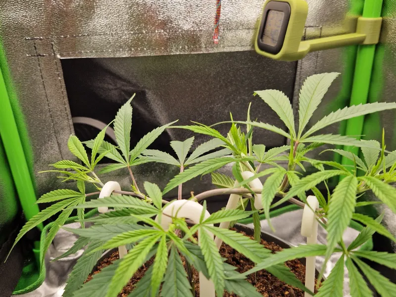 Bastoncini LST