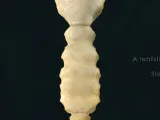 esternón anatomico-0