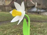 Beautiful Daffodil With Stem-2
