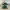 Albero Bonsai Low Poly