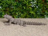 ARMADILLO LIZARD CARTOON-5