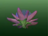 Passiflora quadrangularis flower-2