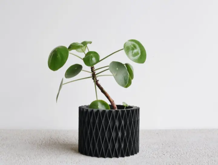 plante en pot zigzag