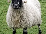 sheep-0