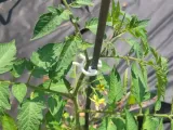 garden clip-0