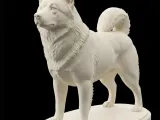 Malamute do Alasca -0