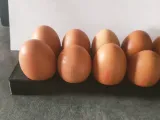 egg tray-4