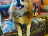 Pet Name Tag (45 names)-2