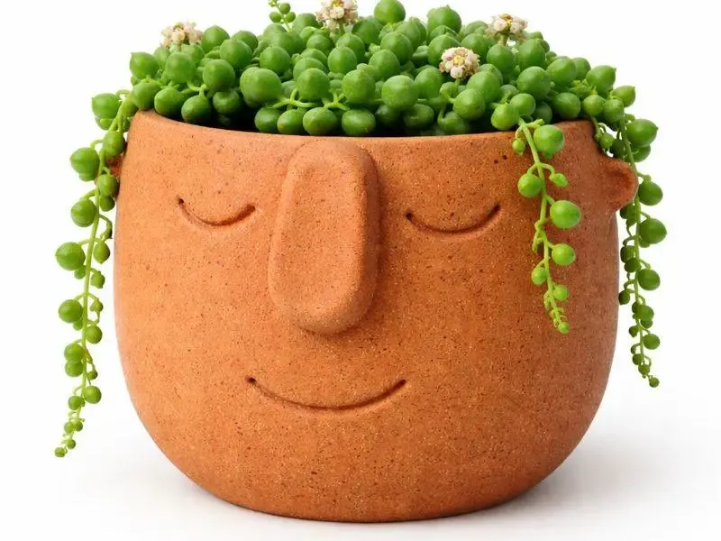 Vaso de Rosto para Plantas - Suculenta - Cacto - Jiboia