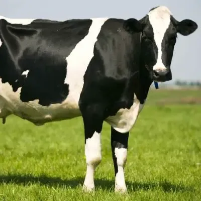 Cow