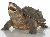Snapping Turtle-0