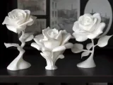 Rose-2