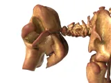 Elephant Skeleton – Highly Detailed Realistic Animal 3D Mode-9