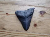 megalodon tooth -4