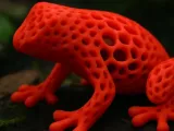 frog -0