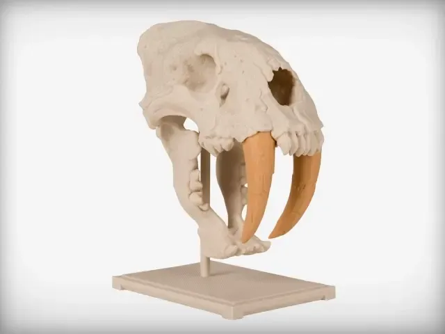 Teschio di tigre dai denti a sciabola