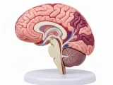 The Human Brain-0
