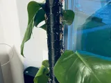 直径50毫米的苔藓棒-2