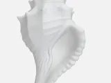 Conch shell-3