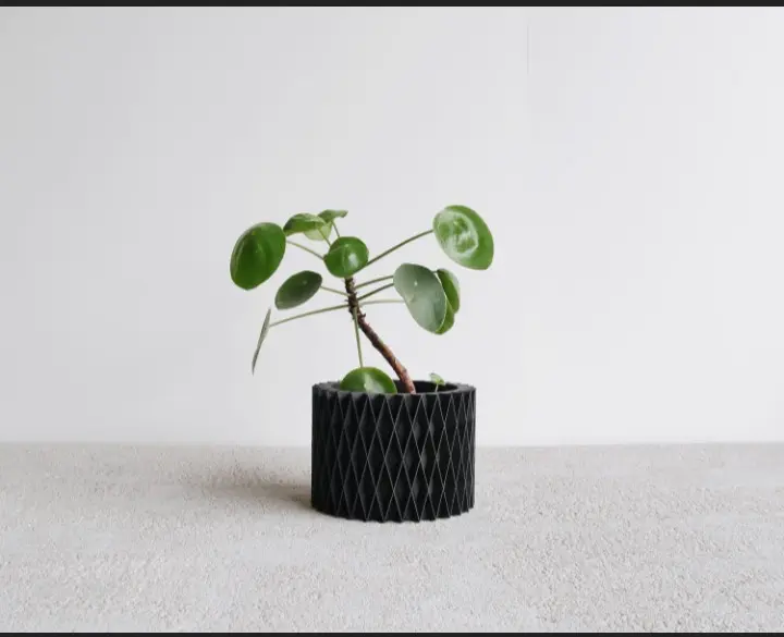 plante en pot zigzag