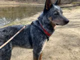 Dog - BlueHeeler-2