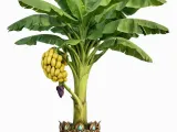 Strong Banana Tree-3