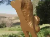 Dog lazy-5