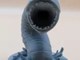 Monster Worm-0