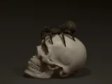 Skull & spider-2