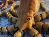 Octopus and Juvenile-1