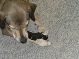 Ah Não, Osso de Cachorro em TPU Impresso em TPU-3