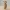 Mail Carrier Meerkat
