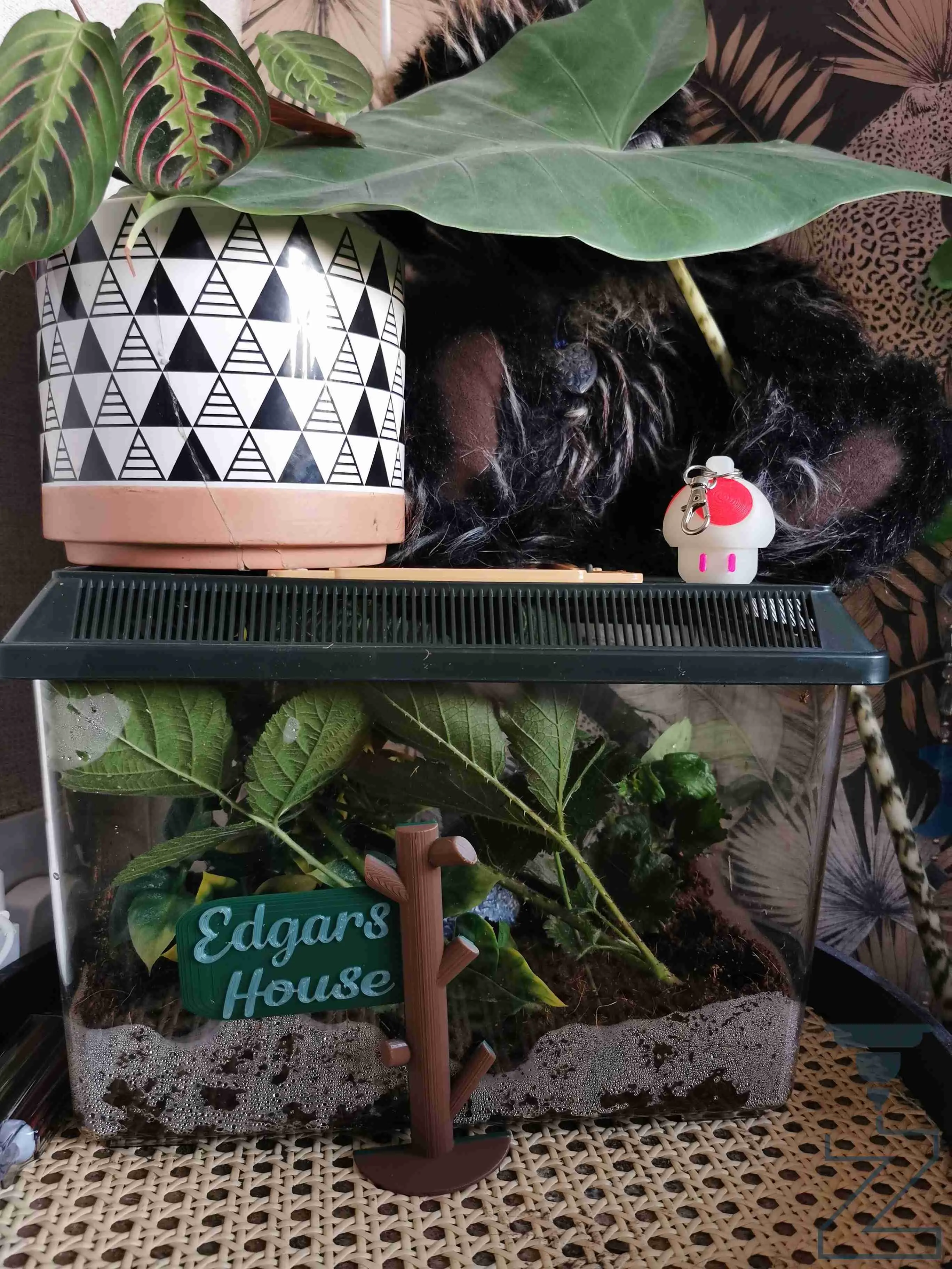 Cartel con nombre para colgar en árbol - Vivarium/Terrario/Acuario, etc