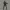 Rainbow Six Siege operatori Ash , thermite