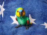 Amazon Parrot-3
