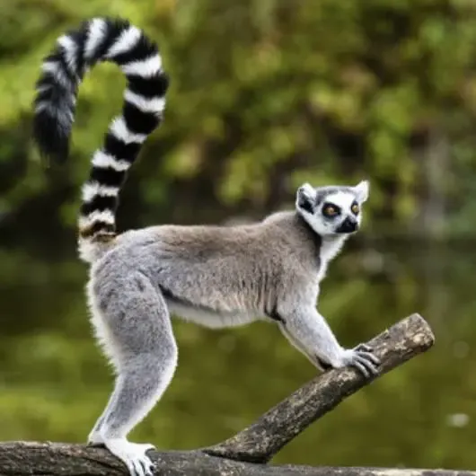 Lemur