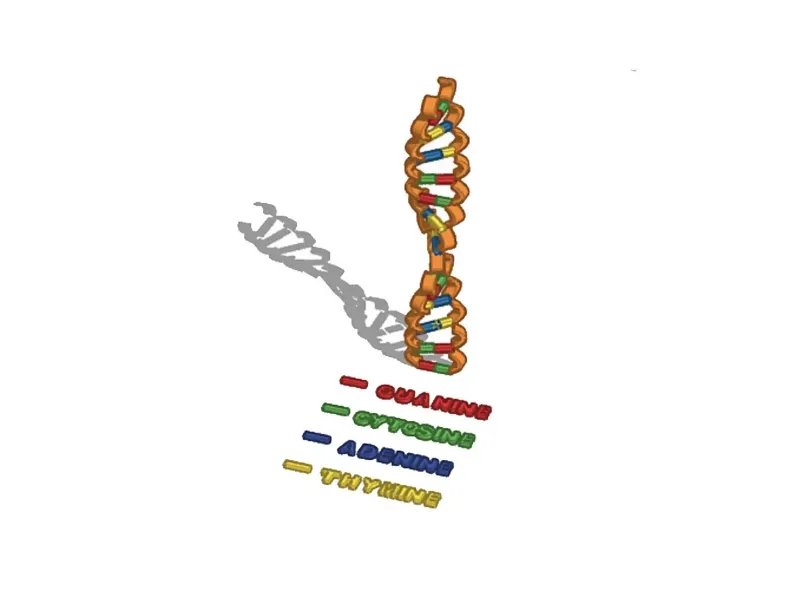 DNA
