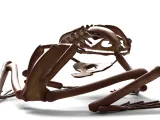 Frog Skeleton – Detailed Amphibian Anatomical 3D Model-4