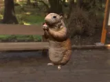 Hamster-1