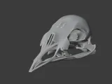 Bellbird Skull-1