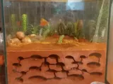 Ant Farm - Formicarium Insert-5