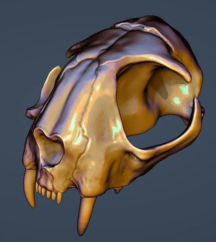 Modèle 3D du crâne de chat