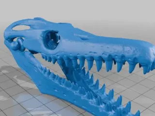 Mosasaurus Skull