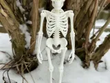 Esqueleto Humano Totalmente Realista-4